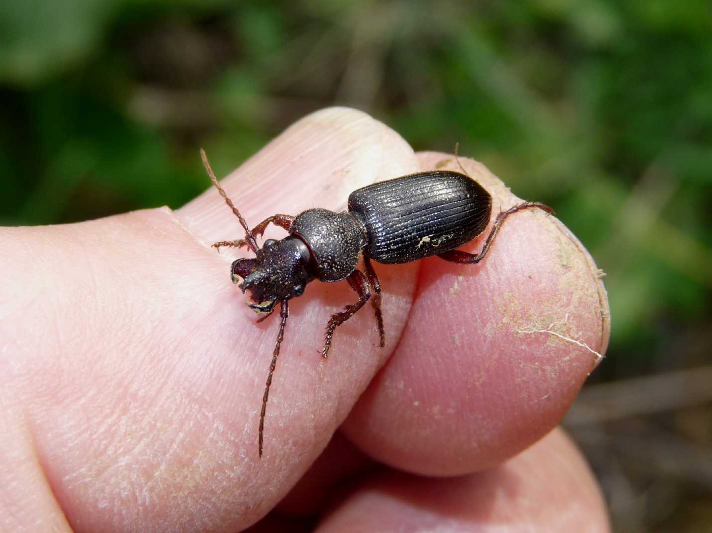 Carterus da determinare: calydonius!